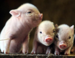 3-little-pigs-wanted-by-the-law-yarpnews